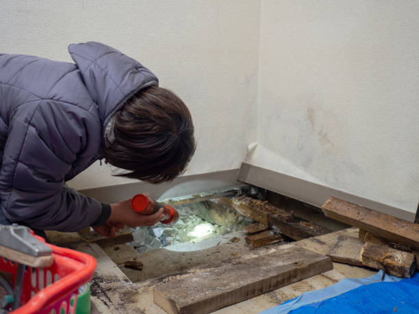 Best Basement Mold Removal  in Adrian, MI