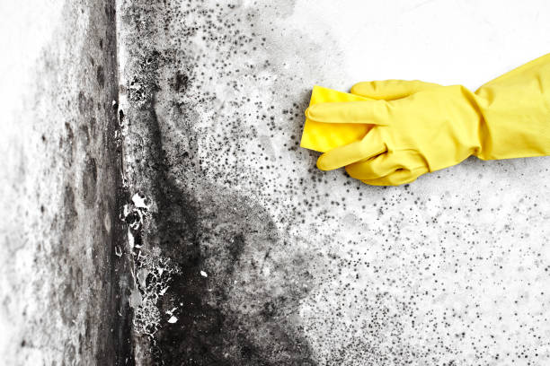 Professional Mold Removal in Adrian, MI