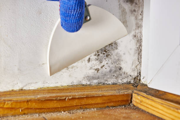Best Asbestos and Lead Testing During Mold Inspection  in Adrian, MI