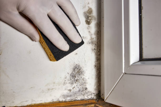 Asbestos and Lead Testing During Mold Inspection in Adrian, MI